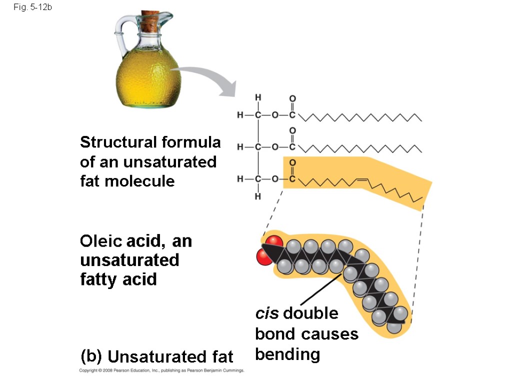 Fig. 5-12b (b) Unsaturated fat Structural formula of an unsaturated fat molecule Oleic acid,